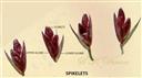  Spikelets (2-flowered)